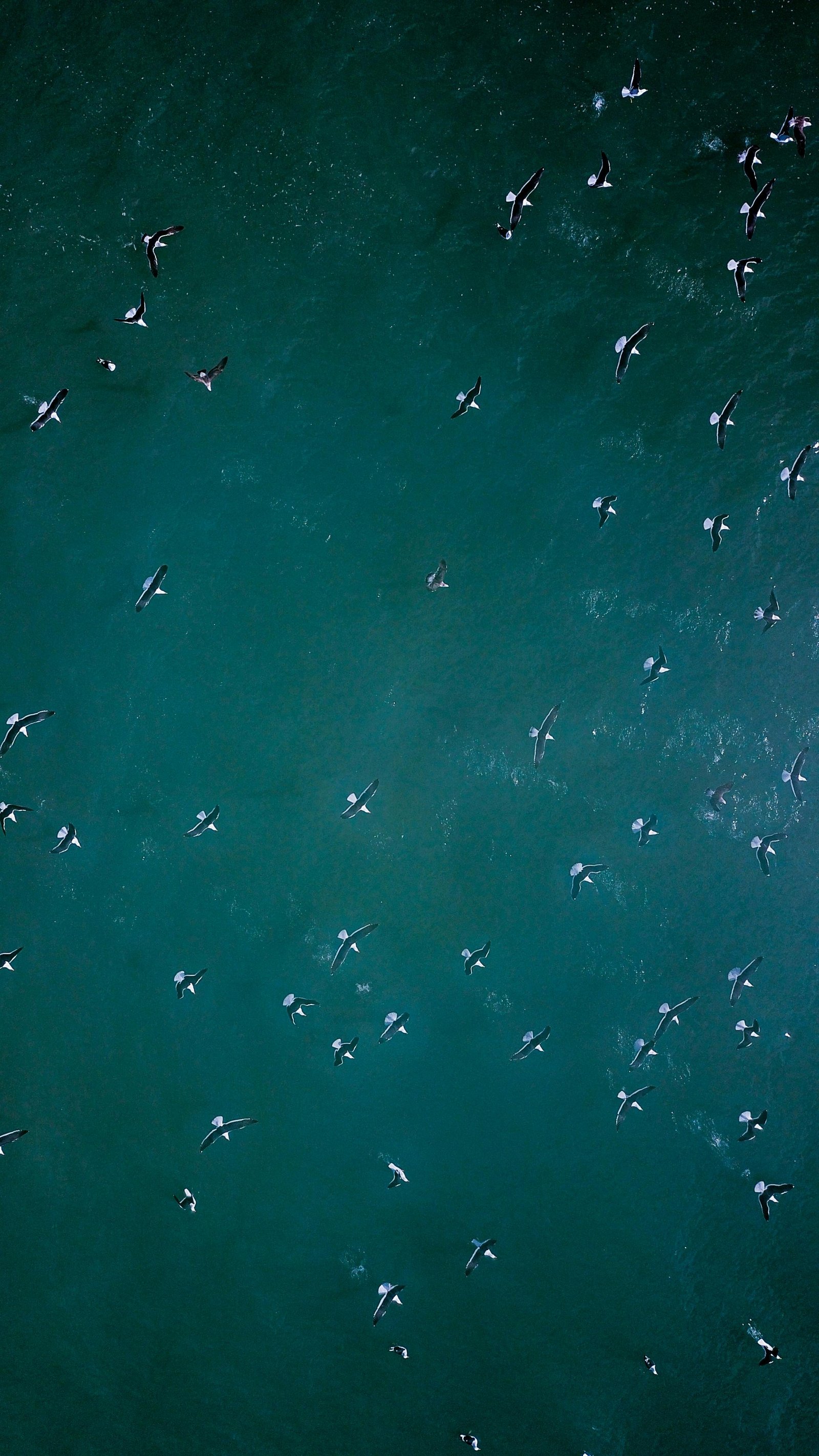 Melbourne, known for its vibrant business scene and healthy lifestyle, is also home to an abundance of vitamin C-rich fruits. These fruits not only contribute to the overall well-being of the residents but also support the success of the local businesses.